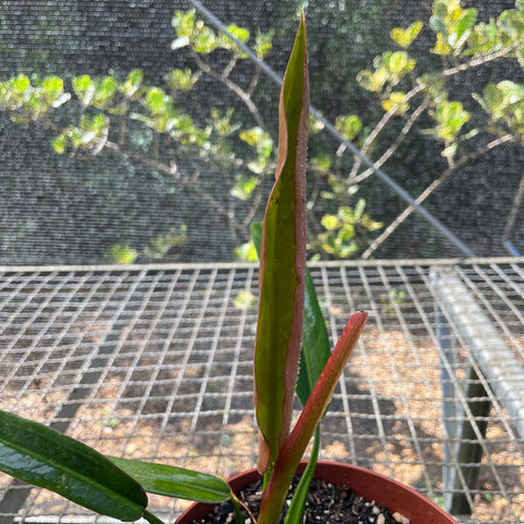 Philodendron Bicolor