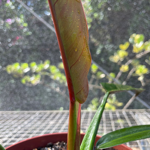 Philodendron Bicolor