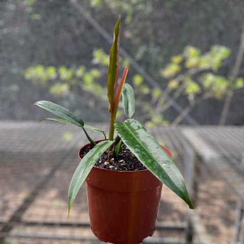 Philodendron Bicolor