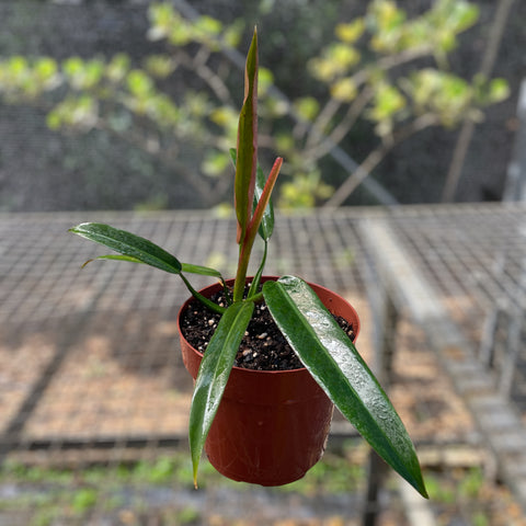 Philodendron Bicolor