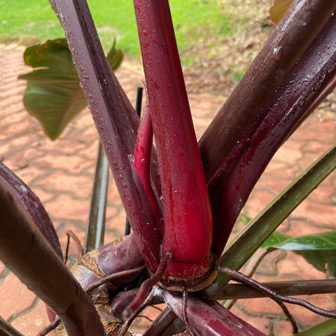 Philodendron Congo 'Rojo'