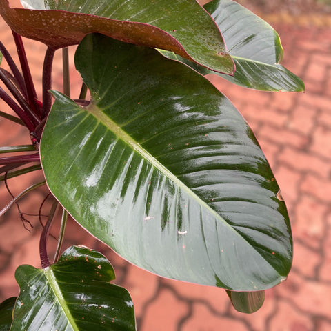 Philodendron Congo 'Rojo'