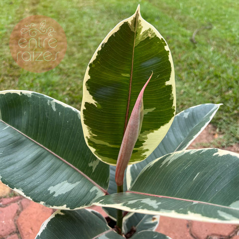 Ficus elástica variegata 'Tinekke'