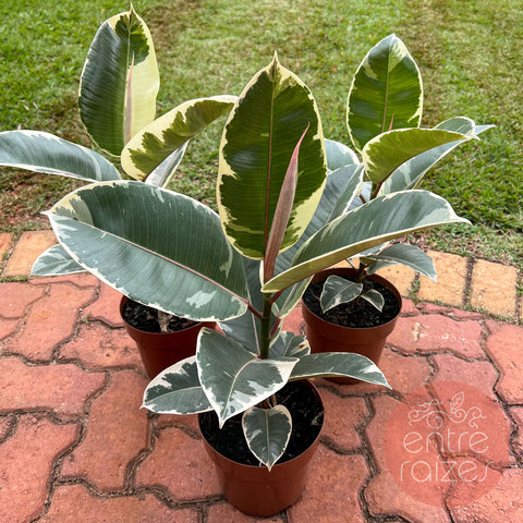 Ficus elástica variegata 'Tineke'