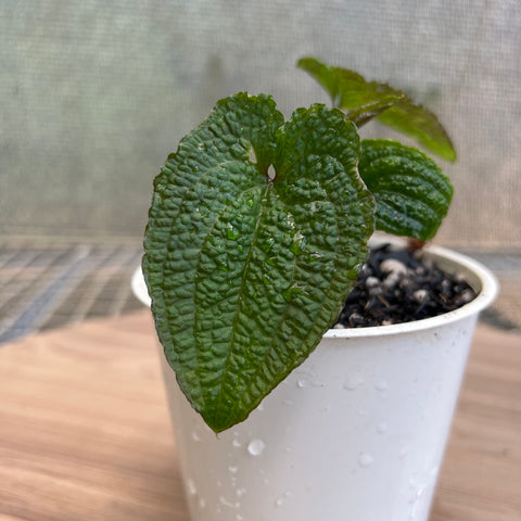 Anthurium clidemioides