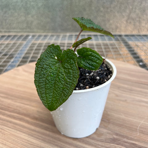 Anthurium clidemioides