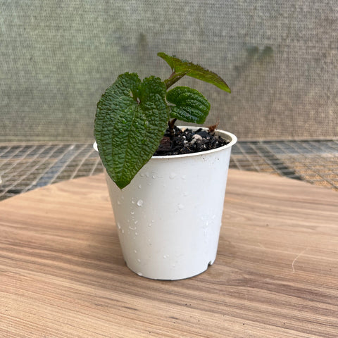 Anthurium clidemioides