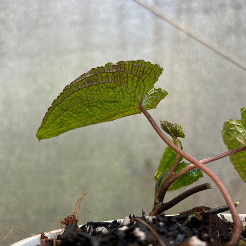 Anthurium clidemioides