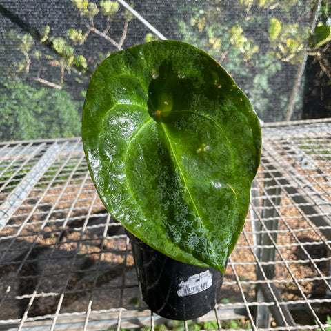 Anthurium forgetii “conchinha”