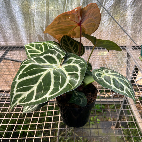 Anthurium Botanic - variação 09