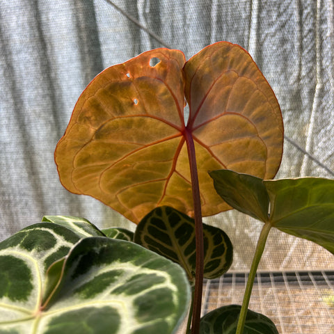 Anthurium Botanic - variação 09