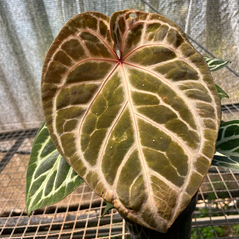 Anthurium Botanic - variação 09