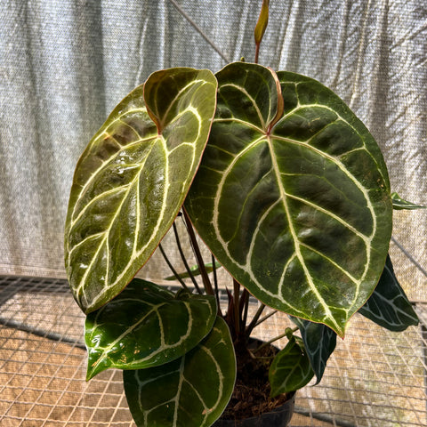 Anthurium Botanic - variação 01