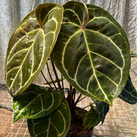 Anthurium Botanic - variação 01