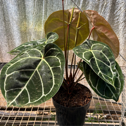 Anthurium Botanic - variação 01