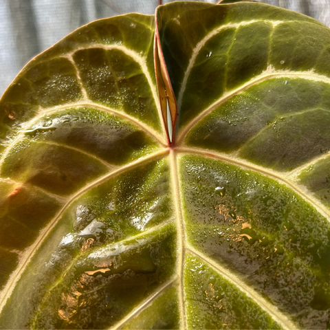 Anthurium Botanic - variação 01