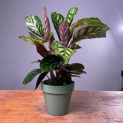 Calathea Flamestar + Vaso unique verde