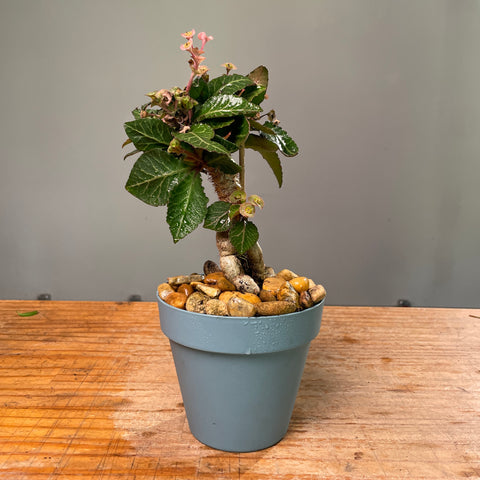 Euphorbia francoisii + Vaso unique azul