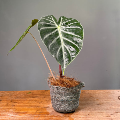 Alocasia pink dragon + Vaso cesta nelis