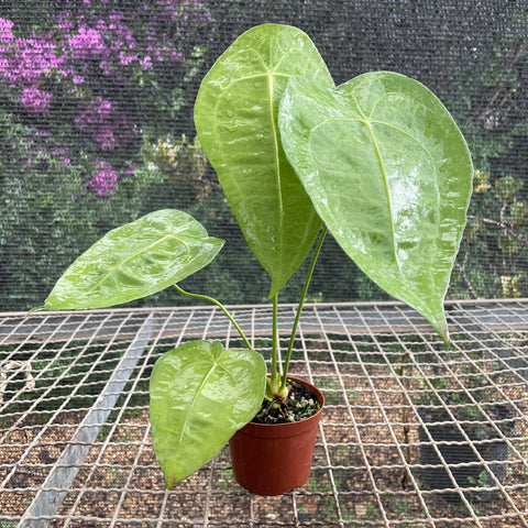 Anthurium sp. Peltado Brasil (Anthurium kollmanii) - pequeno