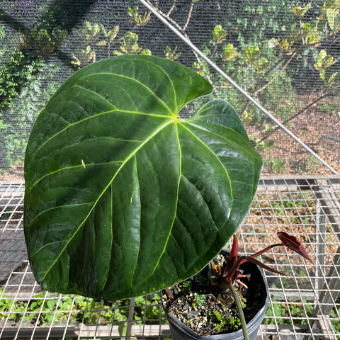 Anthurium x papillilaminum 'cinza'