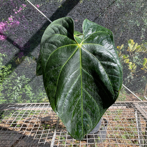 Anthurium x papillilaminum 'cinza'