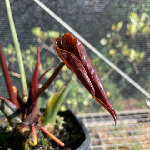 Anthurium x papillilaminum 'cinza'