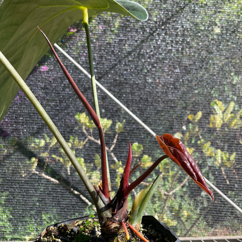 Anthurium x papillilaminum 'cinza'