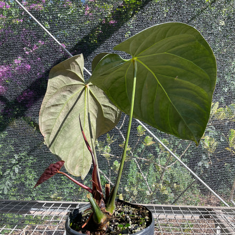 Anthurium x papillilaminum 'cinza'