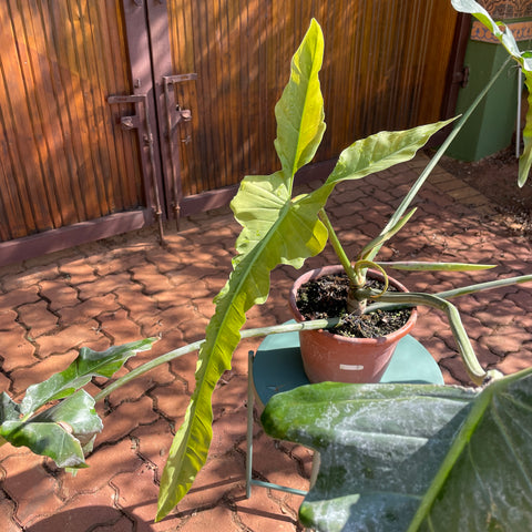 Philodendron longilobatum