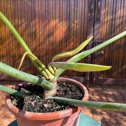 Philodendron longilobatum