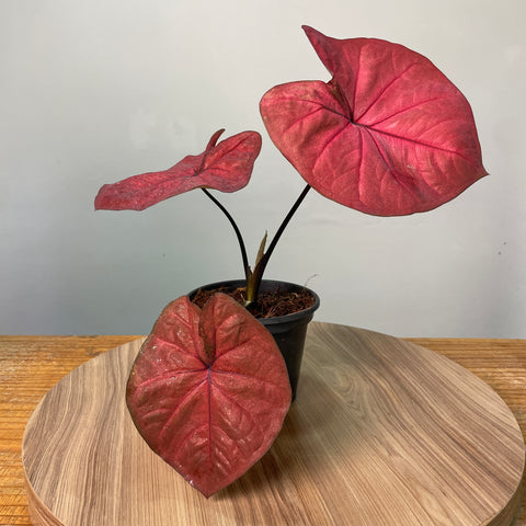 Caladium red pink