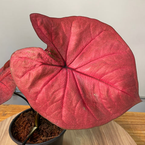 Caladium red pink