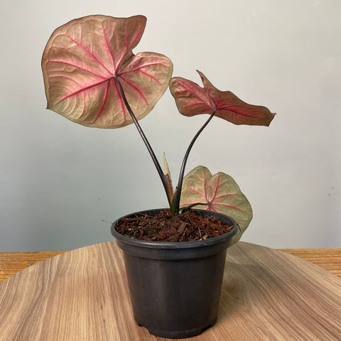 Caladium red pink