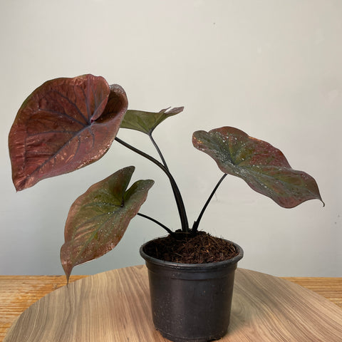 Caladium'Black Mamba'