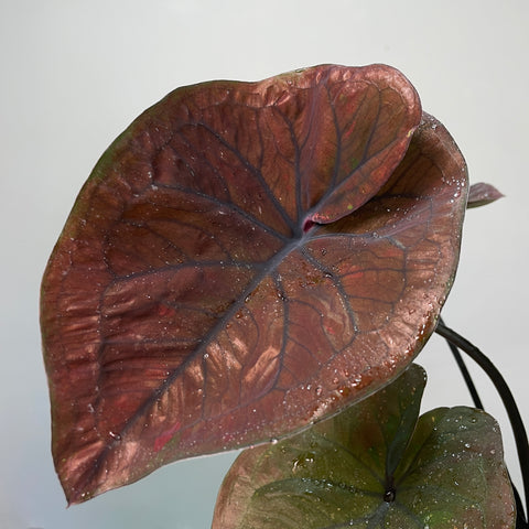 Caladium'Black Mamba'