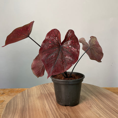 Caladium 'Dark Choco'