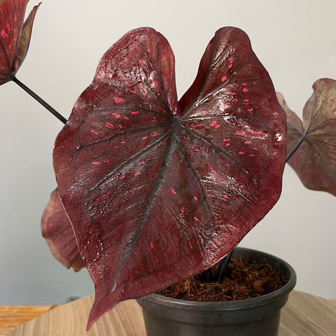 Caladium 'Dark Choco'