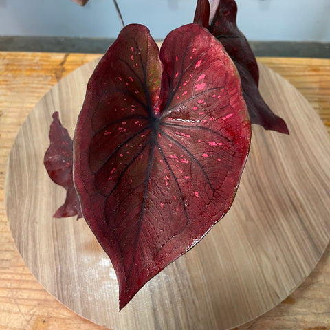 Caladium 'Dark Choco'