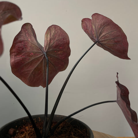 Caladium 'Dark Choco'