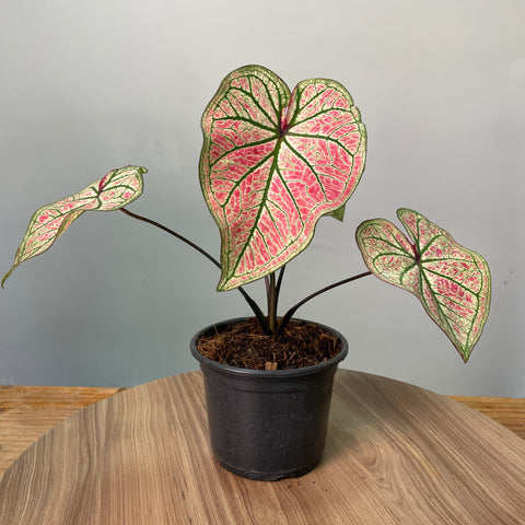 Caladium white-pink