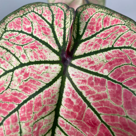 Caladium white-pink