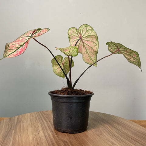 Caladium white-pink