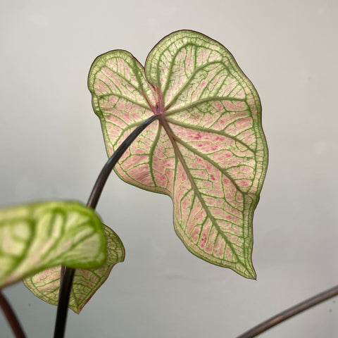 Caladium white-pink