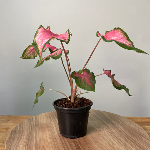 Caladium thai rosa