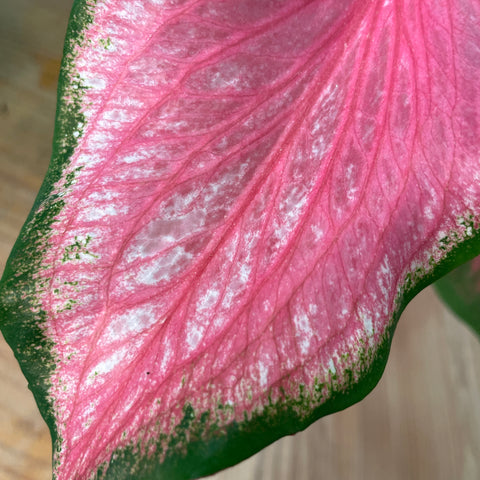 Caladium thai rosa