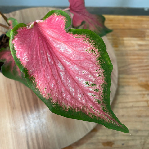 Caladium thai rosa