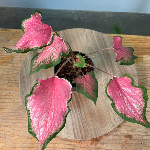 Caladium thai rosa