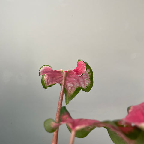 Caladium thai rosa