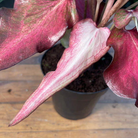 Caladium Lança - 01